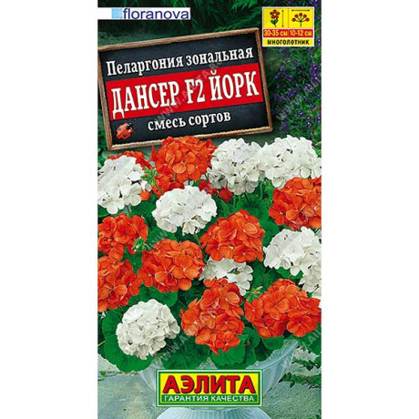 Пеларгония Дансер Йорк Аэлита Ц