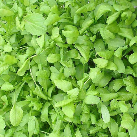 Кресс-салат Крупнолистовой СибСад Ц