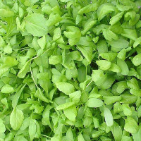 Кресс-салат Крупнолистовой СибСад Ц