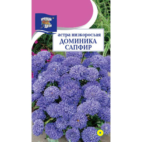 Астра Доминика сапфир Урожай у дачи Ц