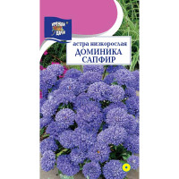 Астра Доминика сапфир Урожай у дачи Ц
