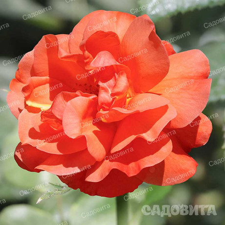 Роза плетистая Вестерленд Садовита