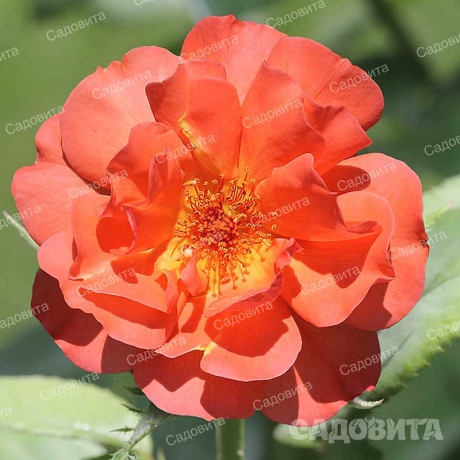 Роза плетистая Вестерленд Садовита