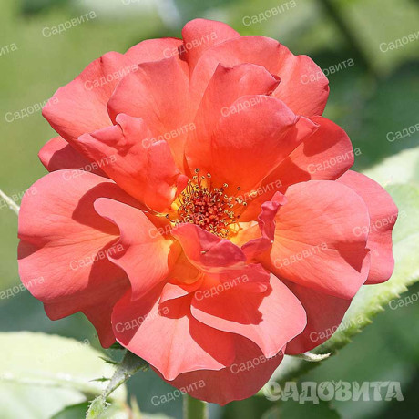 Роза плетистая Вестерленд Садовита