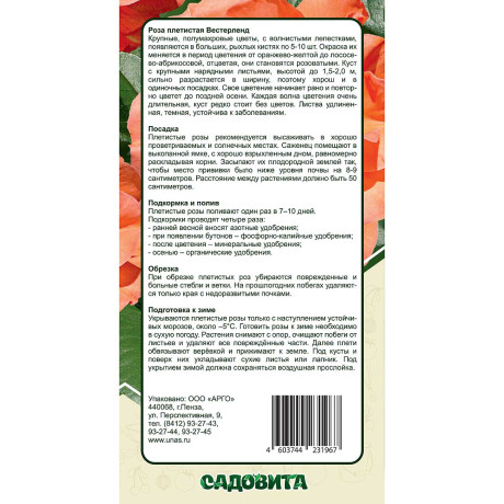 Роза плетистая Вестерленд Садовита