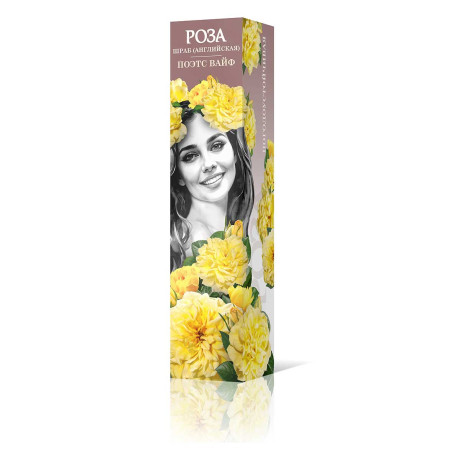 Роза шраб Поэтс Вайф (английская) Садовита