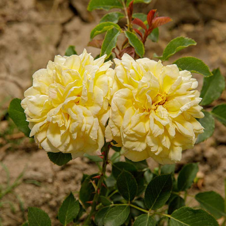 Роза шраб Поэтс Вайф (английская) Садовита