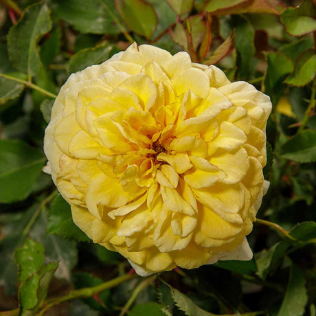 Роза шраб Поэтс Вайф (английская) Садовита