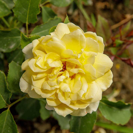 Роза шраб Поэтс Вайф (английская) Садовита