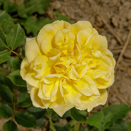 Роза шраб Поэтс Вайф (английская) Садовита