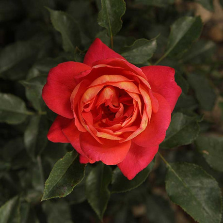 Роза флорибунда Мидсаммер Садовита