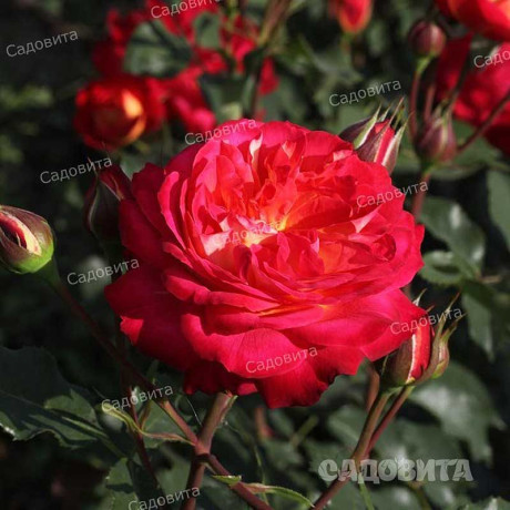 Роза флорибунда Мидсаммер Садовита