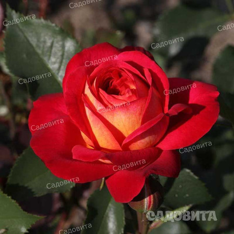 Роза флорибунда Мидсаммер Садовита