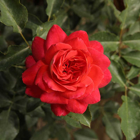 Роза флорибунда Мидсаммер Садовита