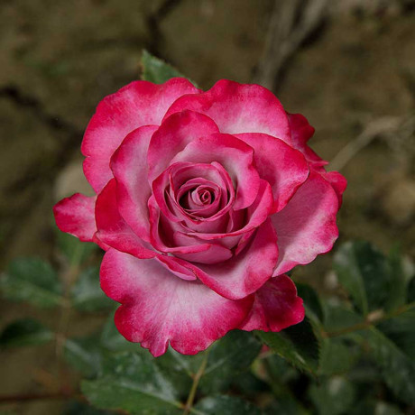 Роза чайно-гибридная Моди Блю Садовита