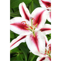 Лилия Хачи 12/14 25 шт Садовита Биг-Пак 20247