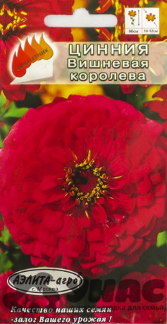 Циния Вишневая королева Аэлита Ц