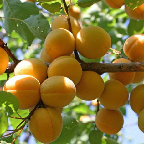 Абрикос Лель Садовита