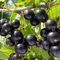 Смородина черная Лентяй Садовита