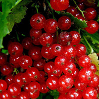 Смородина красная Розетта Садовита