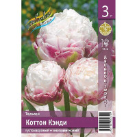 Тюльпан Коттон Кэнди 10/11 3 шт