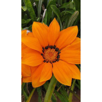 Гацания Кисс F1 Оранжевая 5шт Syngenta/Садовита Ц