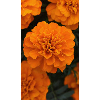 Бархатцы Бонанза Темно-оранжевые 10шт PanAmerican/Садовита Ц
