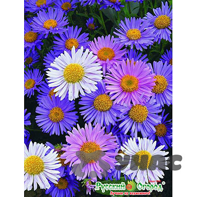 Аст Альпийская смесь многол. НК Ц