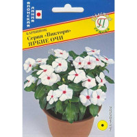 Барвинок Виктори Яркие очи Престиж Ц