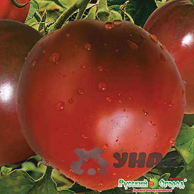 Семена Томат Шоколадное Сердце Русский Огород