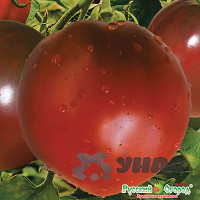 Семена Томат Шоколадное Сердце Русский Огород