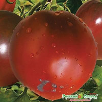 Семена Томат Шоколадное Сердце Русский Огород