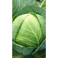 Капуста СБ-3 белокочанная F1 0,1 гр Садовита Ц