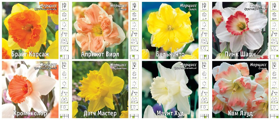 15026 Витрина  Нарцисс Сплит, Крупнокорончатый V-Nrcs-03 ( Х 8 Секц.) 255 шт