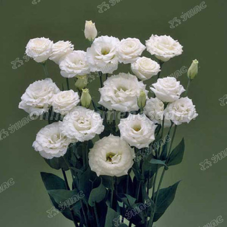 Эустома Корелли Вайт Поиск Ц