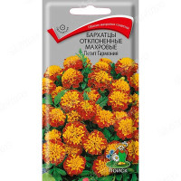 Бархатцы Петит Гармония отклонен махр Поиск Ц