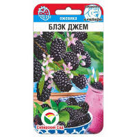 Ежевика Блэк Джем СибСад Ц