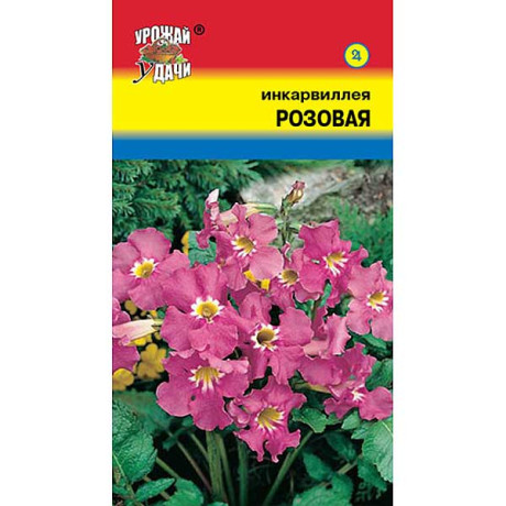 Инкарвиллея Розовая урожай у дачи Ц х10