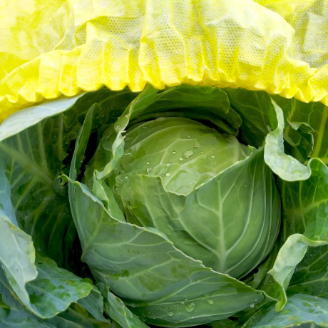 Шапочка для капусты Агротекс 5 шт в упаковке