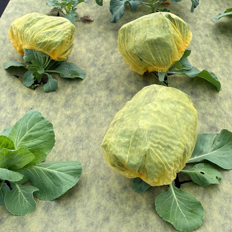 Шапочка для капусты Агротекс 5 шт в упаковке