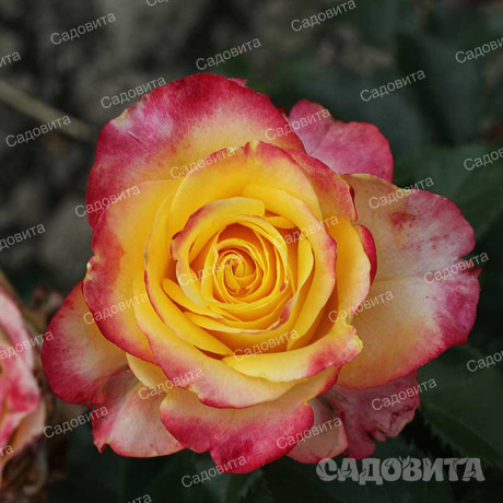 Роза чайно-гибридная Восточный экспресс Садовита