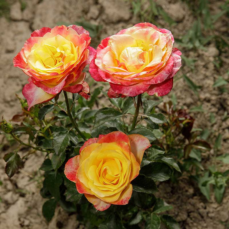 Роза чайно-гибридная Восточный экспресс Садовита