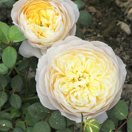 Роза шраб Шарлотта (английская) Садовита