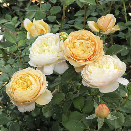 Роза шраб Шарлотта (английская) Садовита