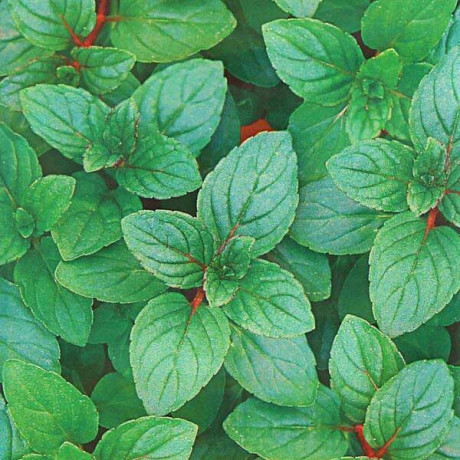 Мята Ментол овощная Аэлита Ц x10