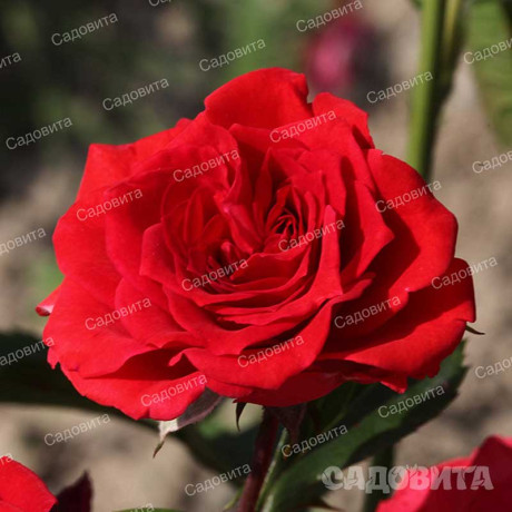 Роза спрей Миджет Садовита