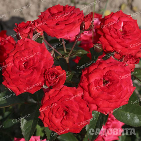 Роза спрей Миджет Садовита