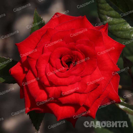 Роза спрей Миджет Садовита