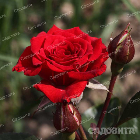 Роза спрей Миджет Садовита
