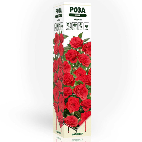 Роза спрей Миджет Садовита